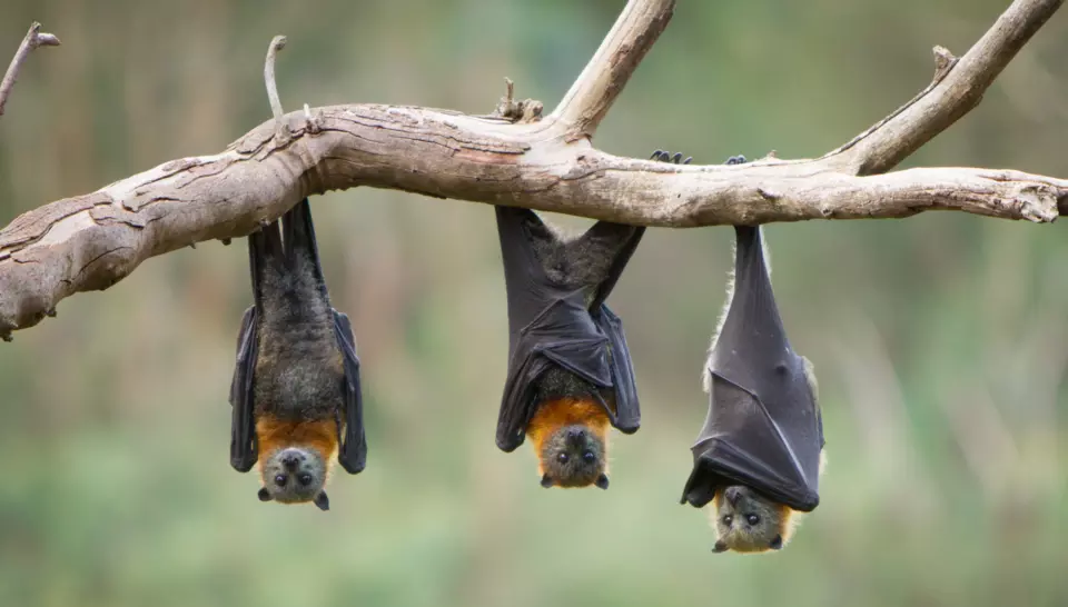 Bat's hanging on a tree