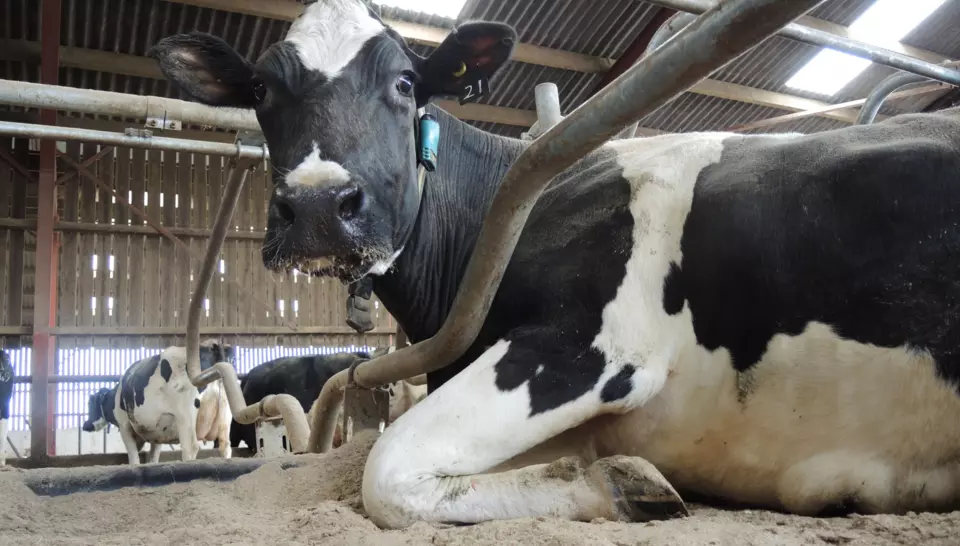 Cow on Agrisorb dairy cattle animal bedding