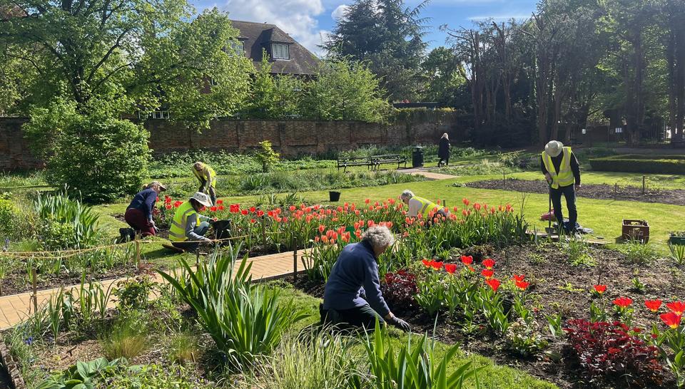 St Albans Civic Rose Garden