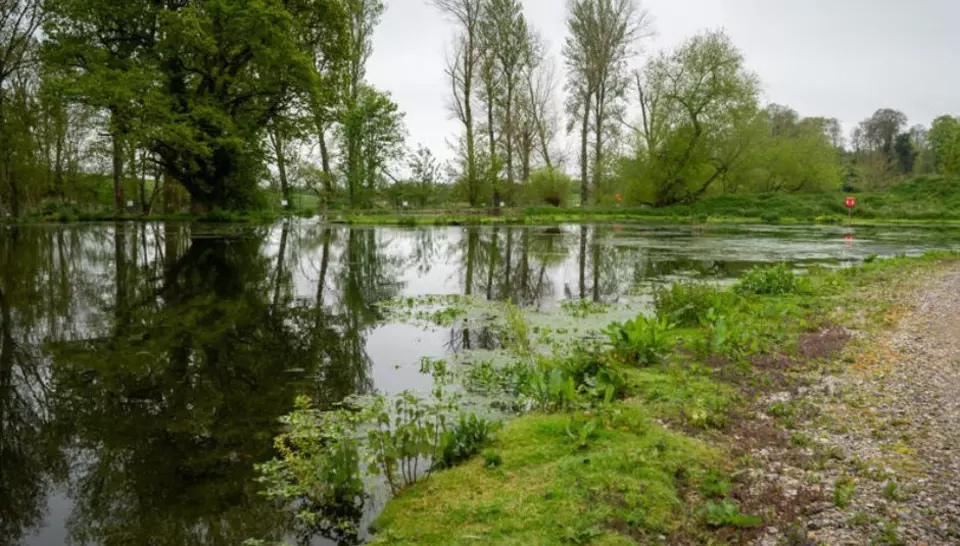 lakeside greenery
