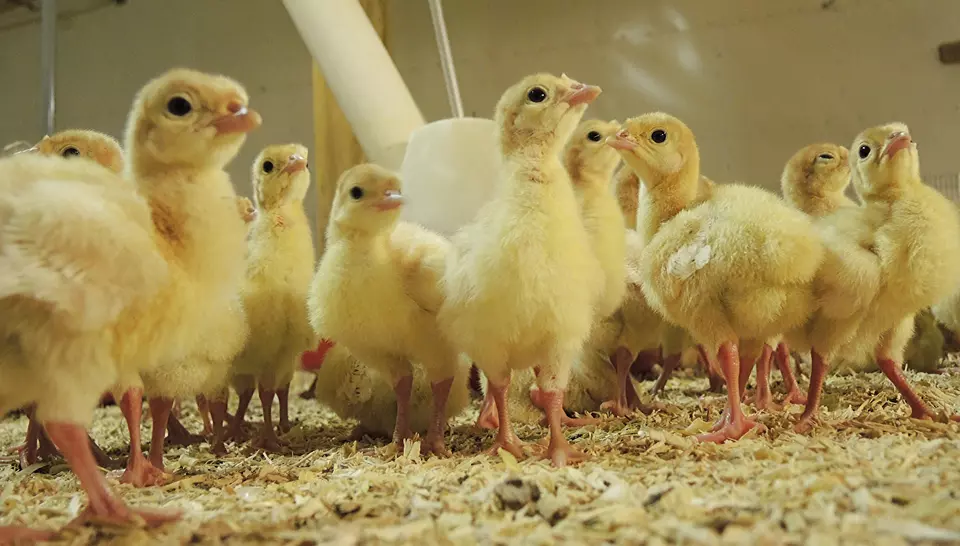 turkey poultry on safemix bedding