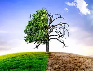 tree climate change