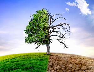 tree climate change
