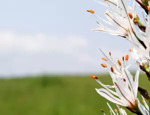 Close up of white flower