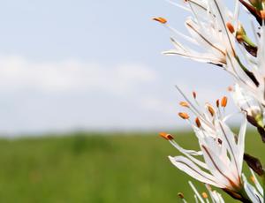 Close up of white flower
