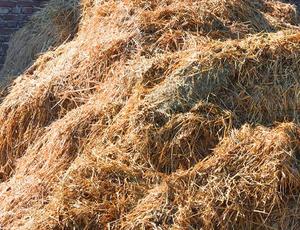 loose hay on the floor 