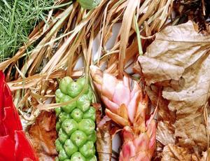 collection of leaves laying on grass 