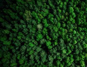 birdseye view of trees 