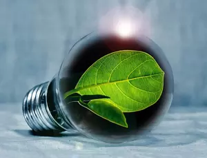 leaf in a light bulb 