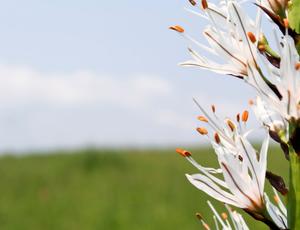 a grass field 