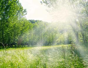 nature 