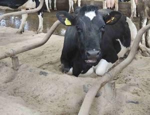 Dairy Cattle Bedding Banner