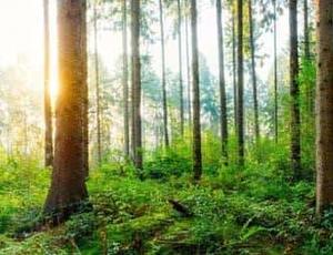 trees