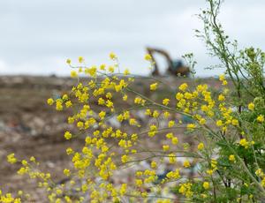 yellow flowers 