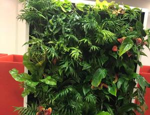indoor plant 