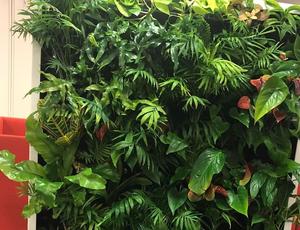Green leaves 