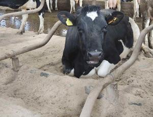 cow laying down on the sawdust 