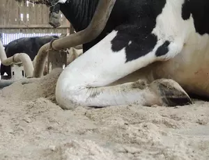 cow laying down 