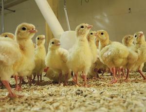 Poultry bedding