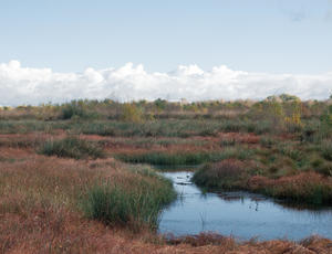 Little Woolden Moss