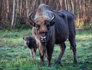bison and bison calf in field