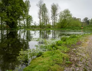 Lake with greenery