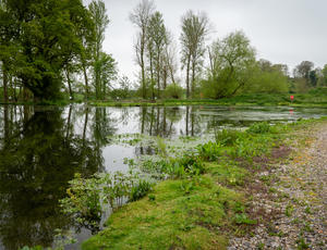 Lake with greenery