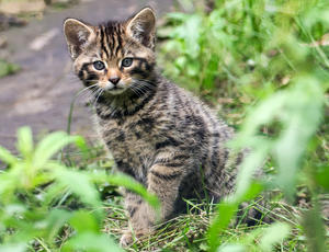 wildcat kitten