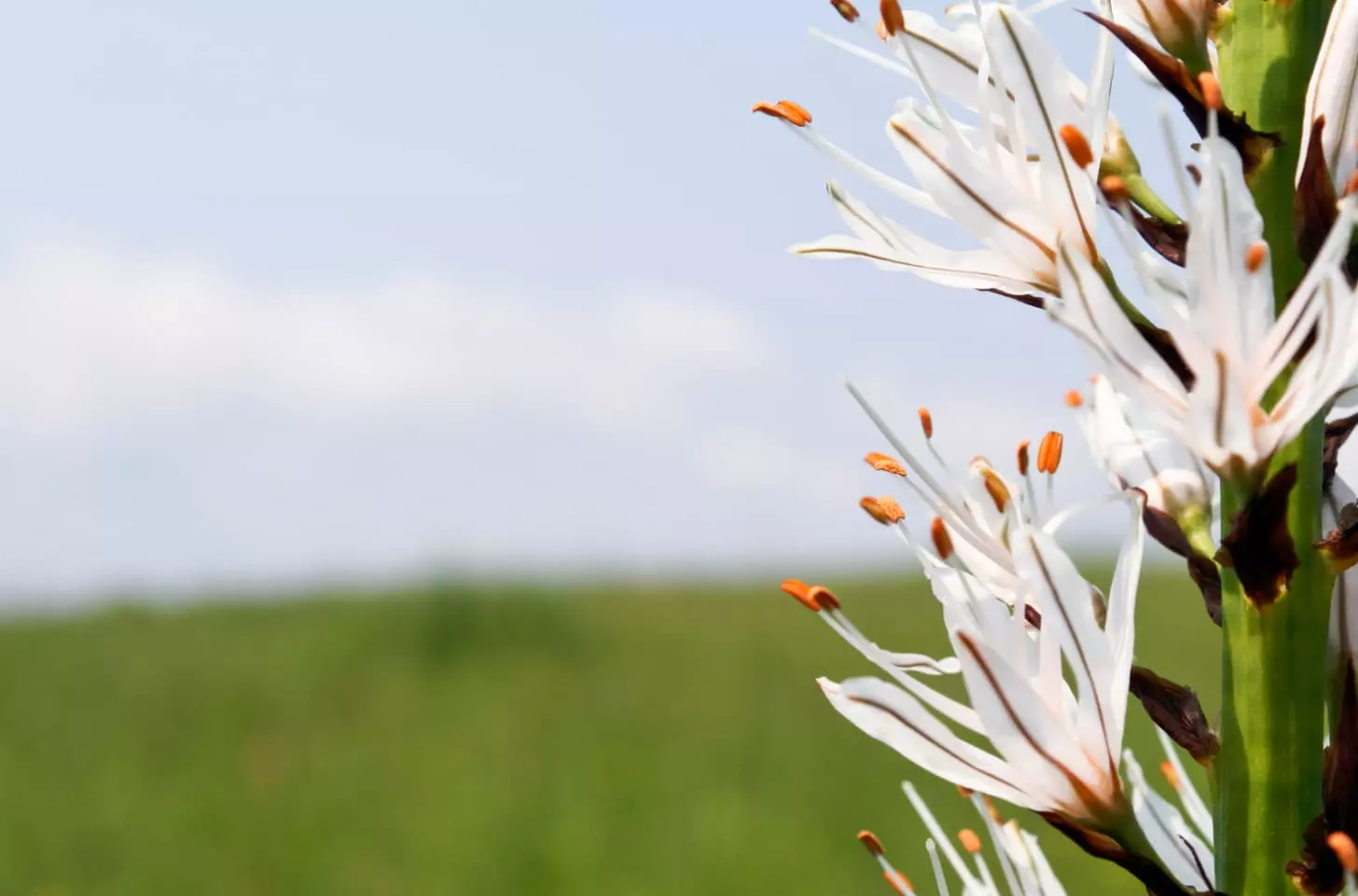 a grass field
