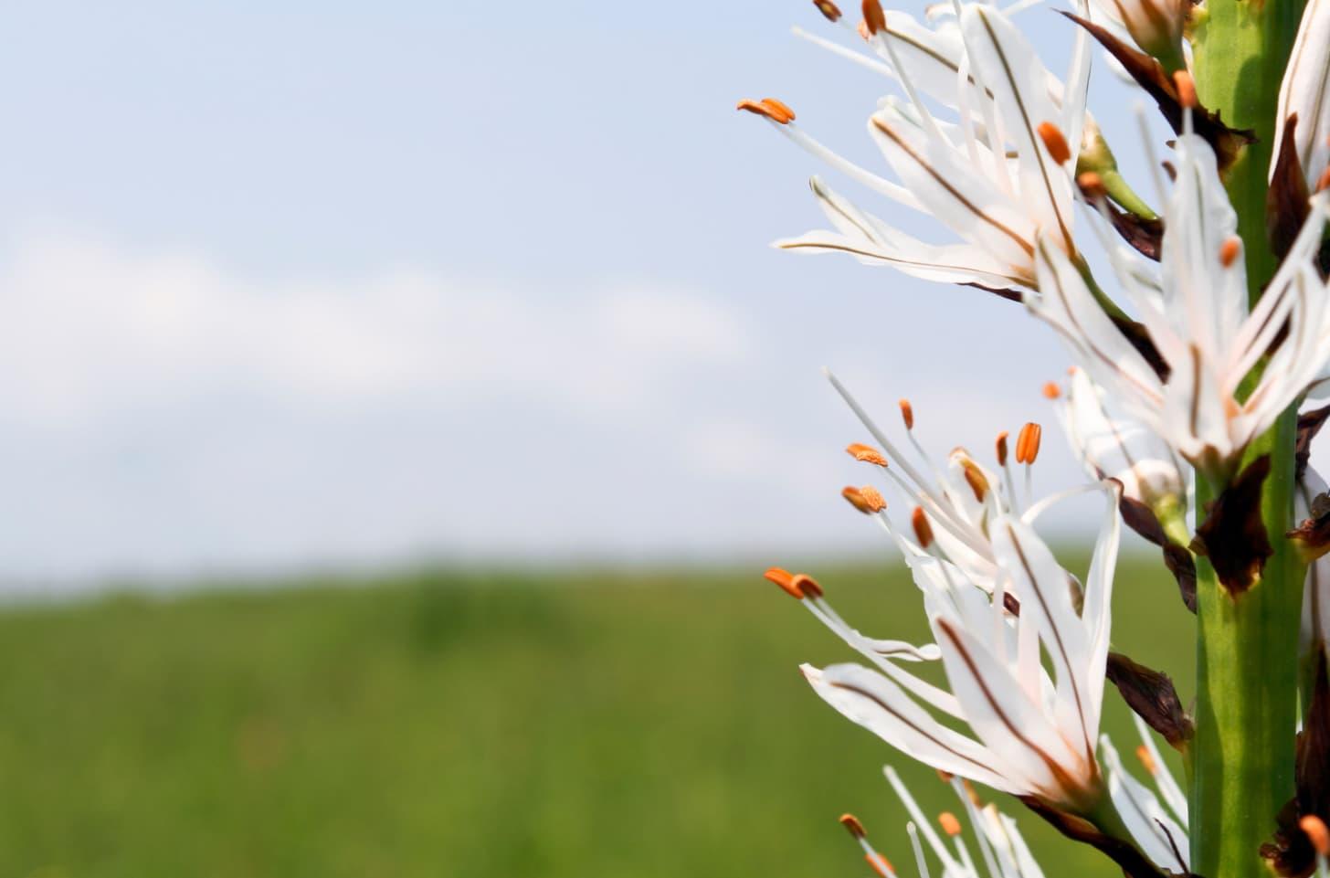 a grass field 