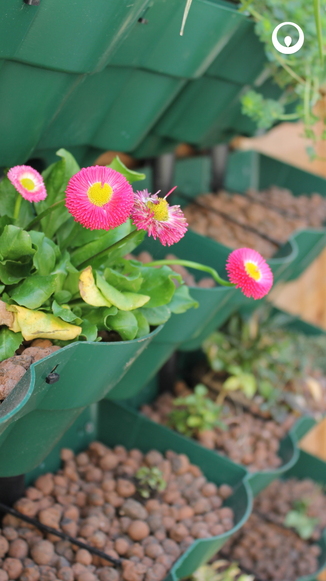 Flowers growing in a hanging wall.