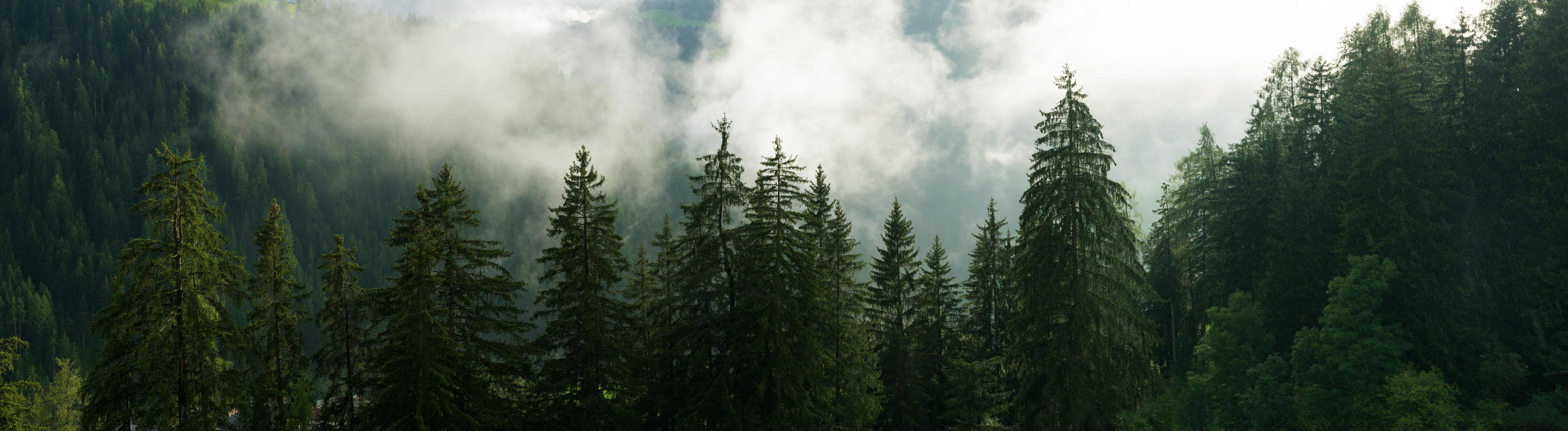 tree forest image