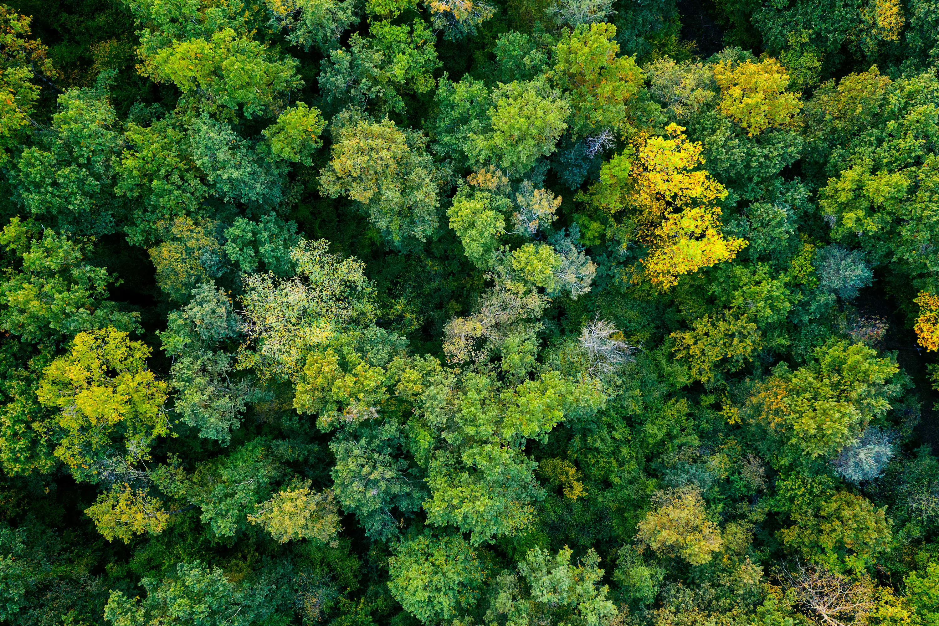 Trees