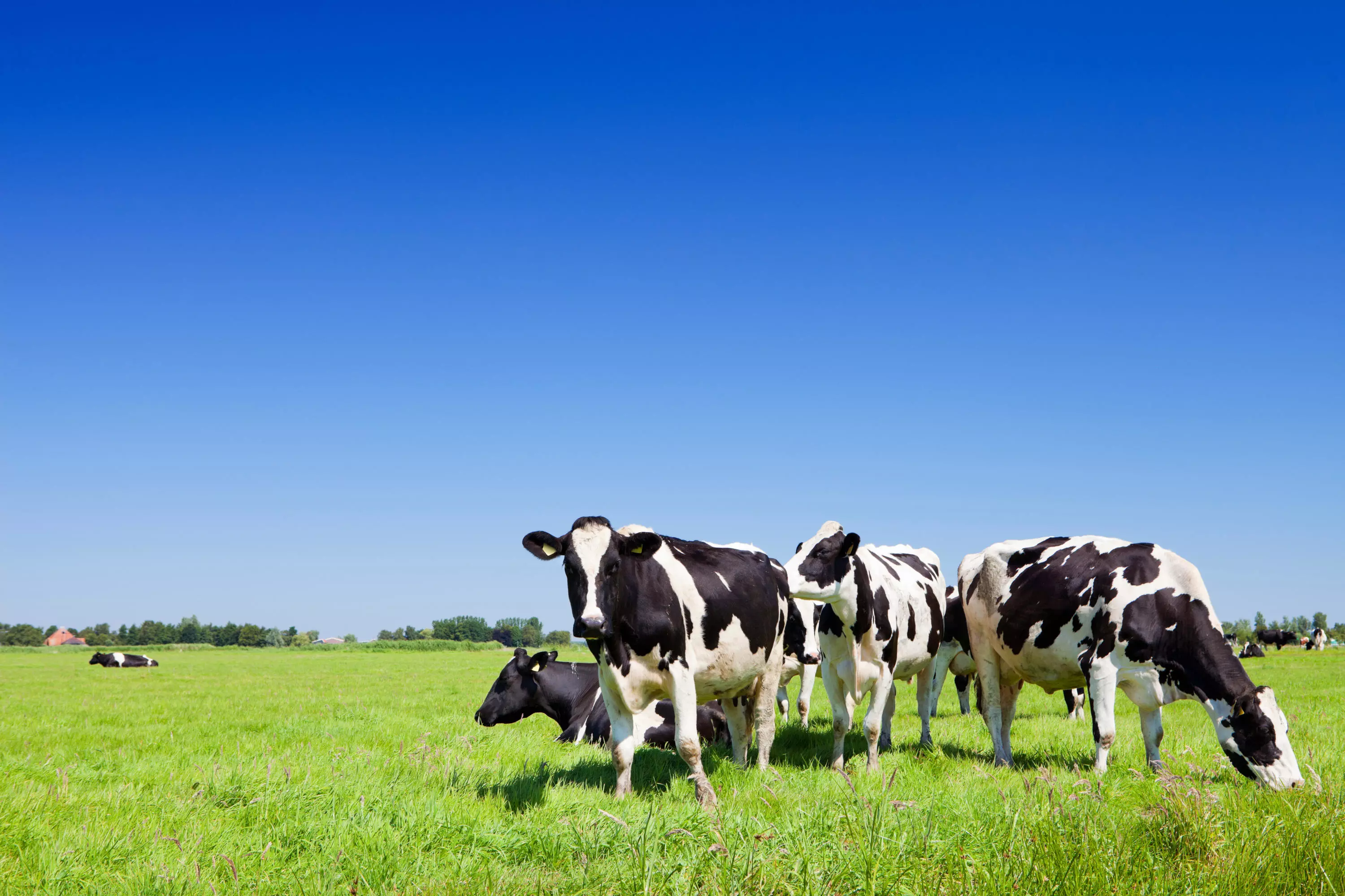 image of cows in field