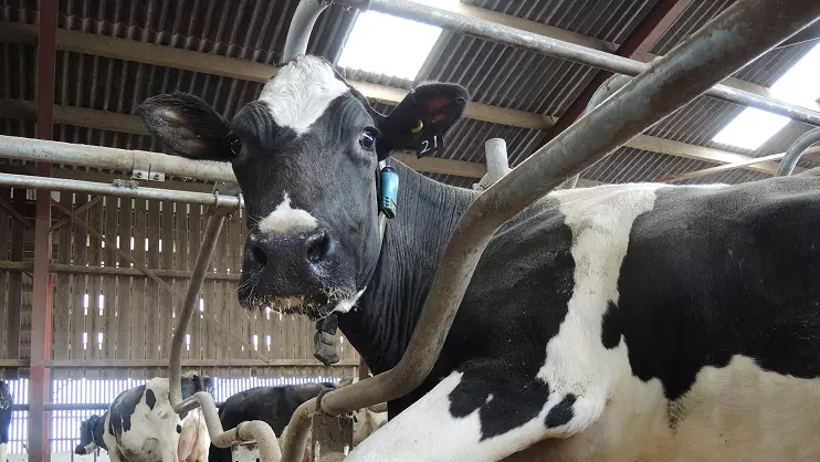 Dairy cattle bedding