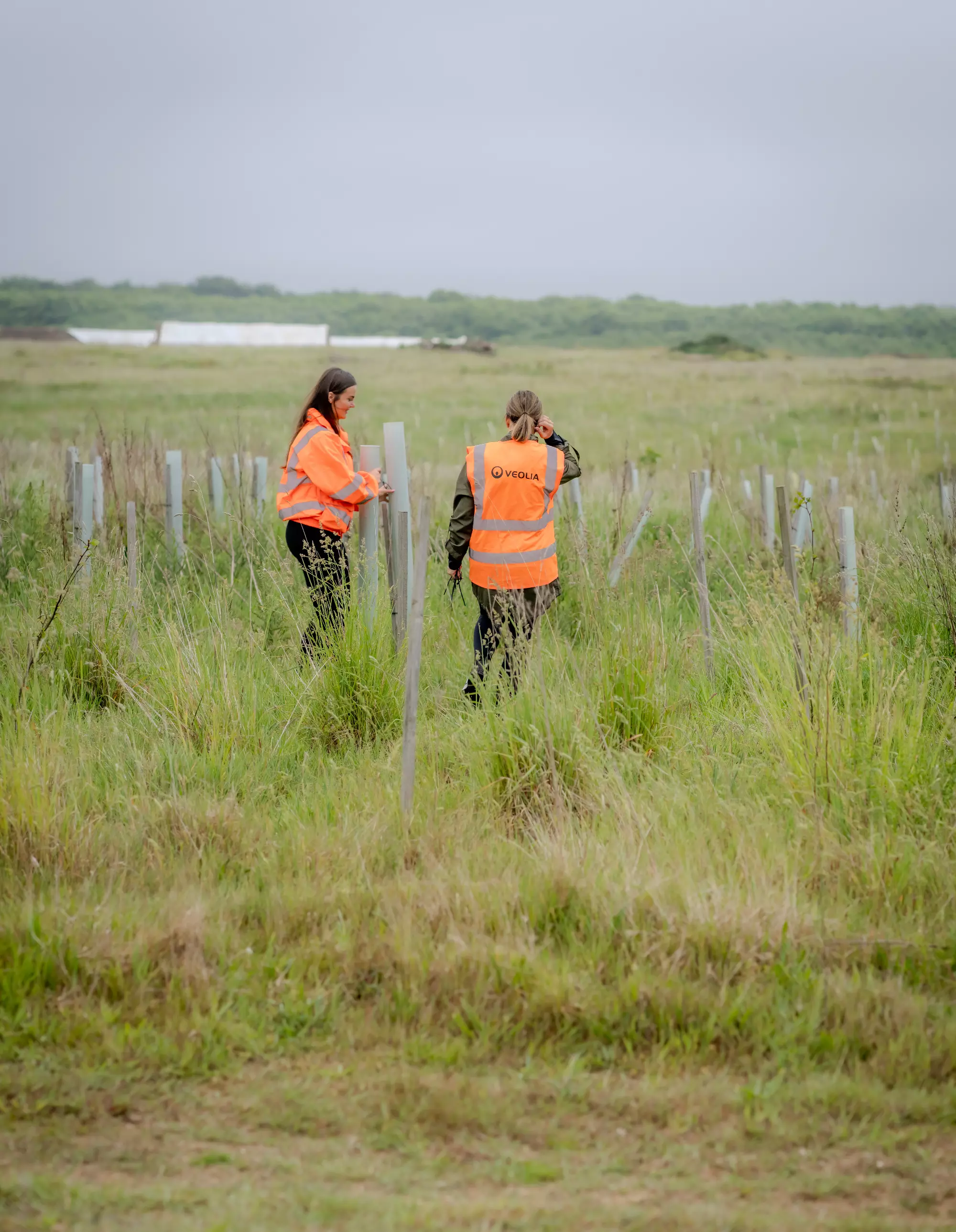 Two Veolia volunteers stand in a field of young saplings.