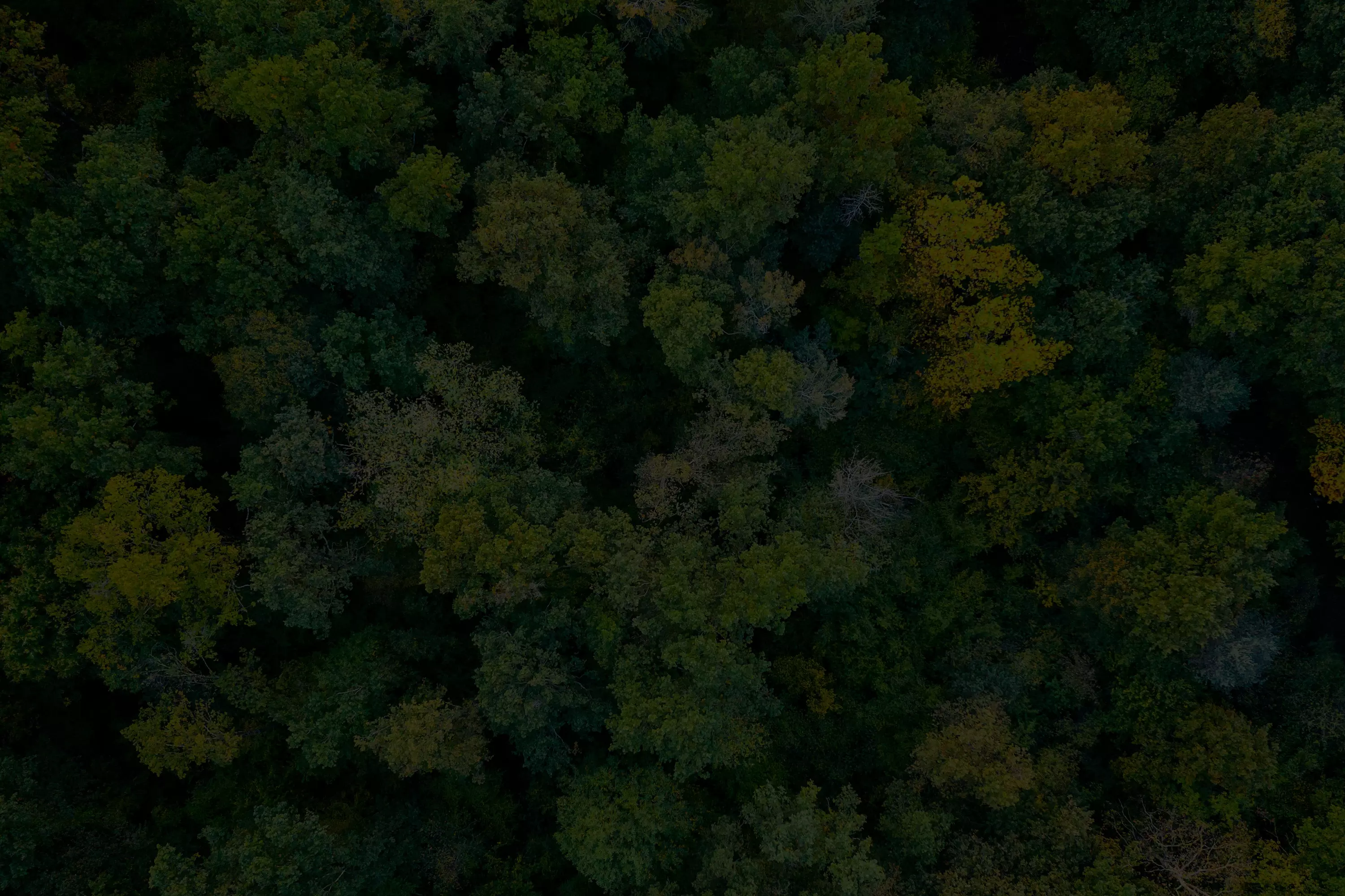 Trees with overlay 