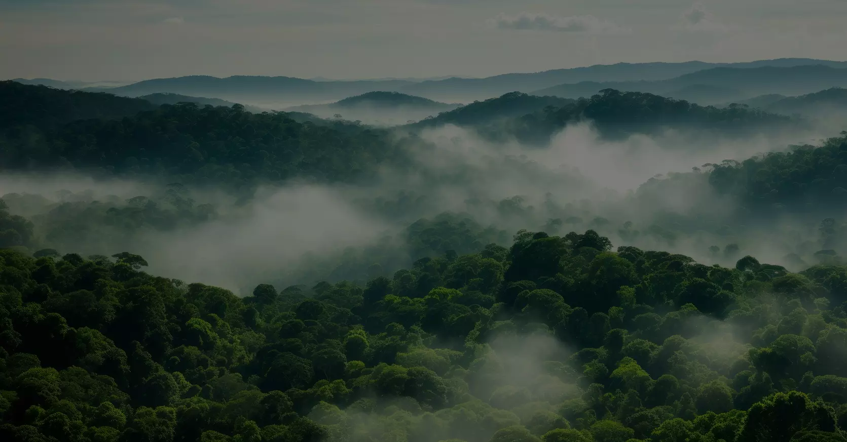 Trees and clouds with overlay 