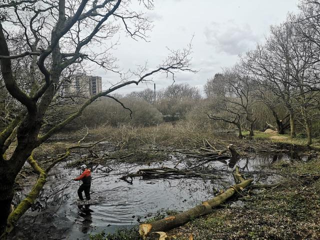 Toad Habitat