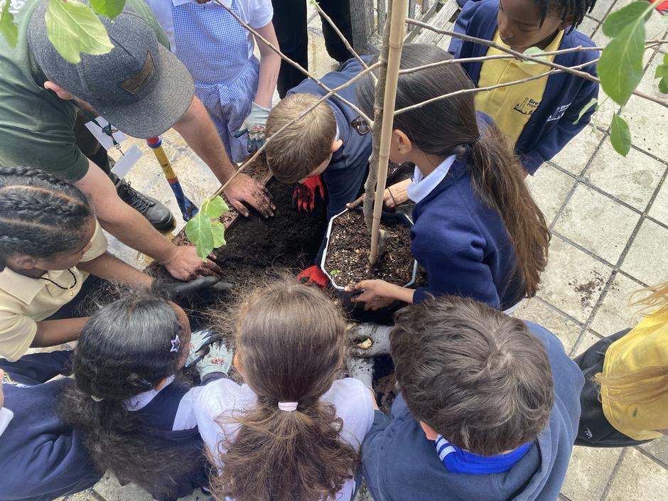 Photo taken from above of primary school children all helping to transfer a tree into a soil bed
