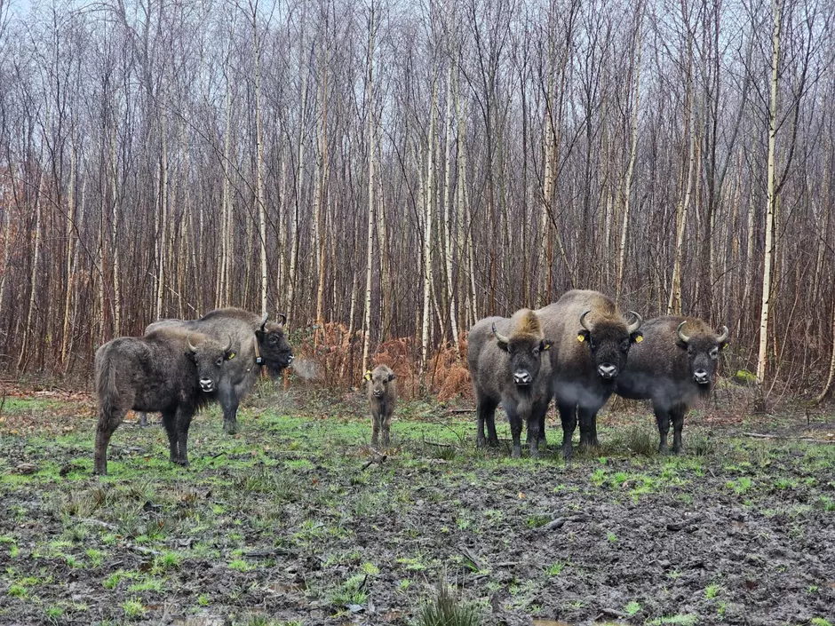 bison at kent wildlife park