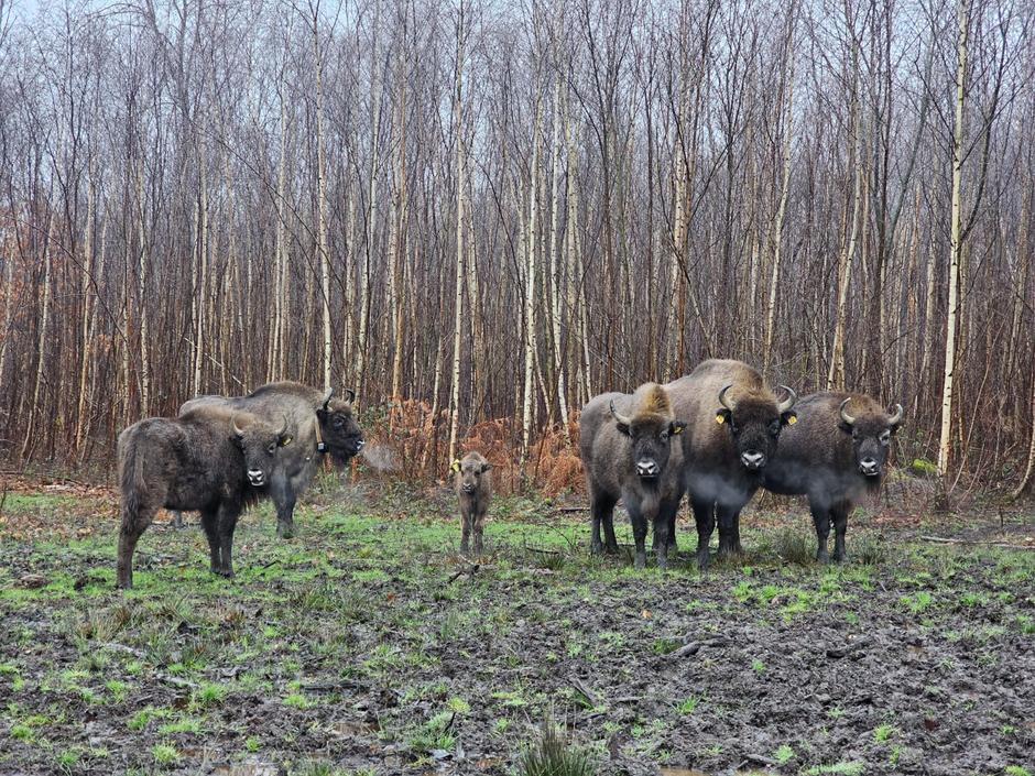 bison at kent wildlife park
