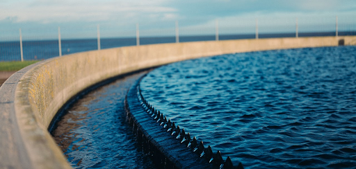 Water plant