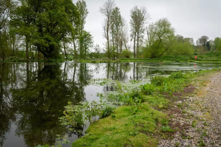 lakeside greenery