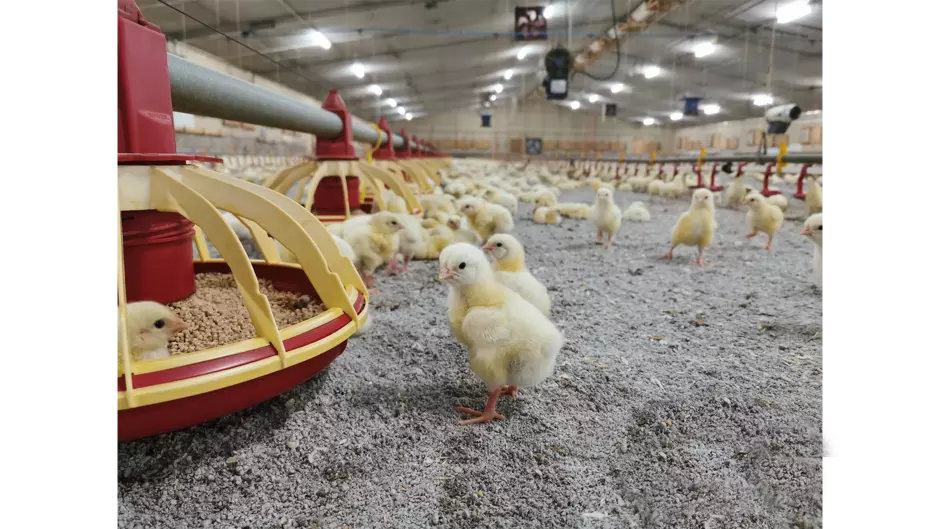 Farm chick sitting on Agribed