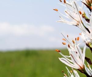 Close up of white flower