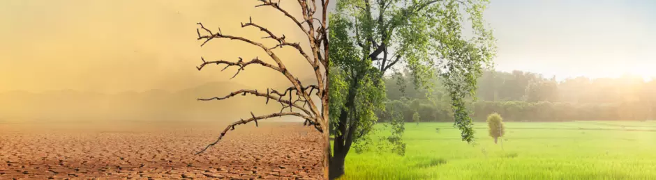 Ecological Transformation Half Tree Banner