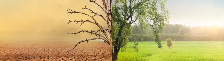 Ecological Transformation Half Tree Banner