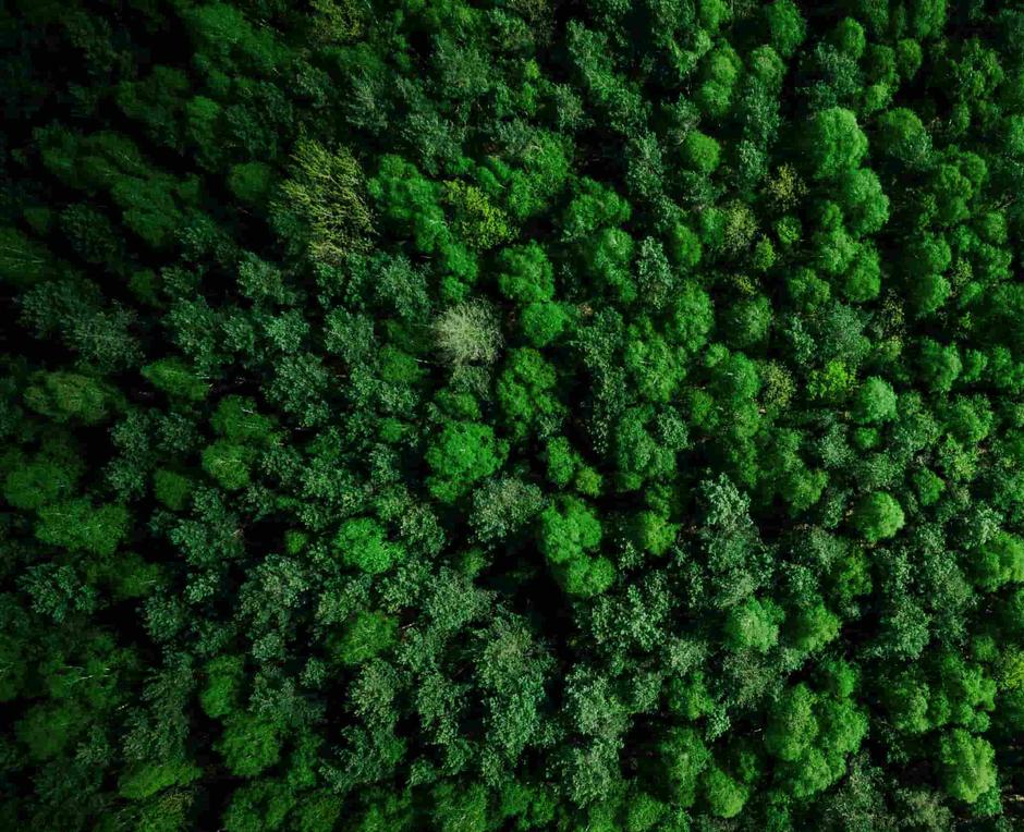 birdseye view of trees 