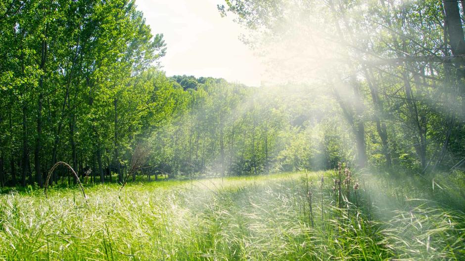 green grass with bright sun in the background 